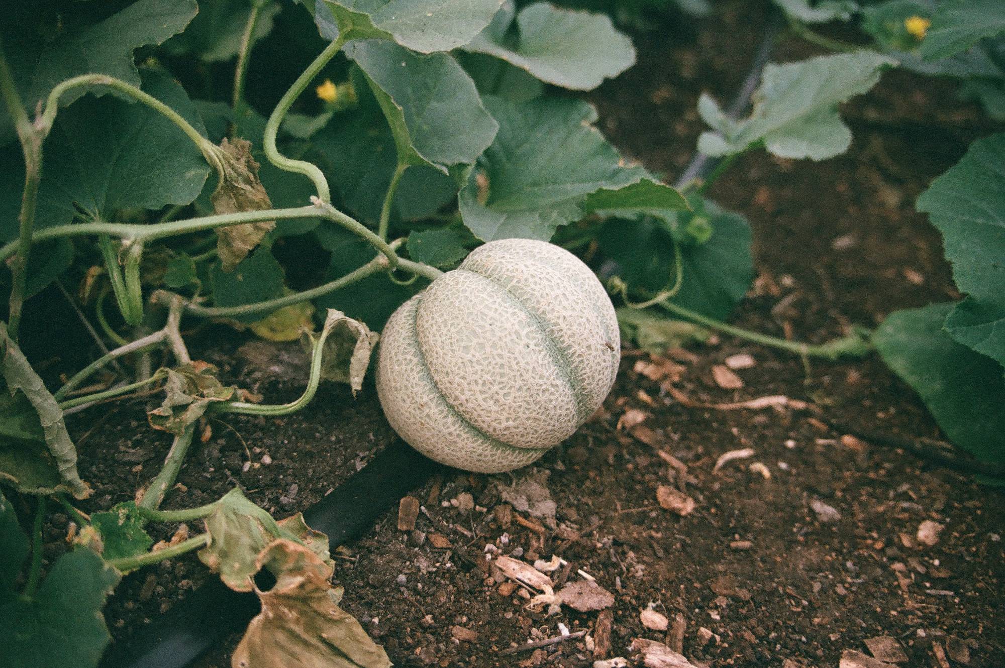 Farm Scenery, melon